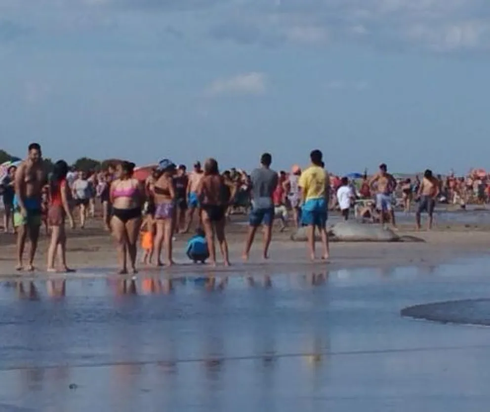 Un lobo salió a descansar y fue rodeado porque todos querían una "selfie"