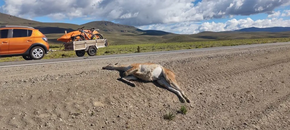 Parques Nacionales alerta a los conductores por la presencia de Guanacos en la Ruta 237