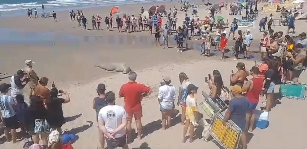 Las Grutas: un elefante marino salió a la playa y otra vez apareció la inconciencia de los curiosos