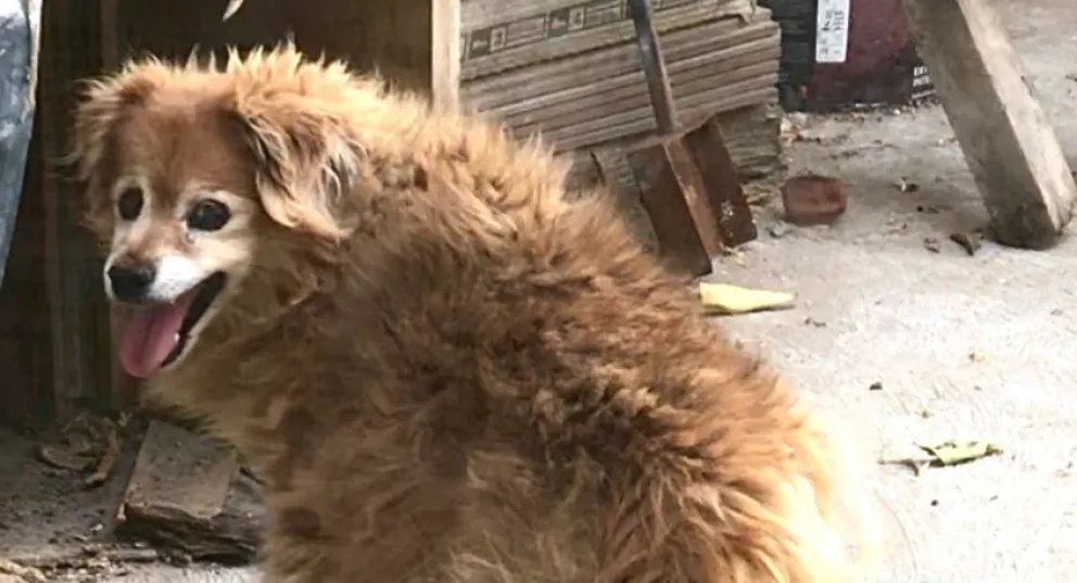 Se perdió una perrita en Patagones, y su familia está desesperada: hay recompensa 