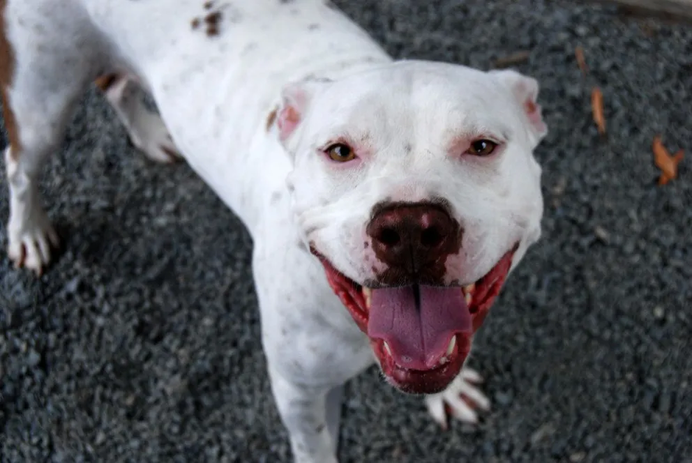 Una niña de 3 años se encuentra grave tras ser mordida por el perro de su familia