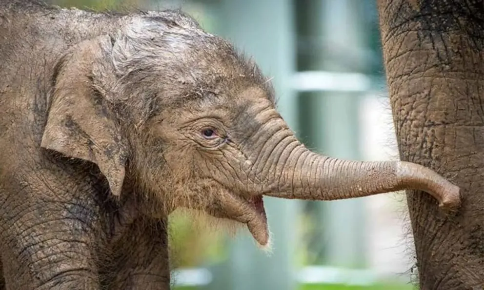 Video: el conmovedor reencuentro de una mamá elefante con su cría que estuvo perdida durante tres días
