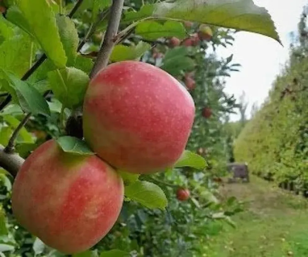 Paritarias de la fruta: cuarto intermedio a la espera de conocer los números de la inflación