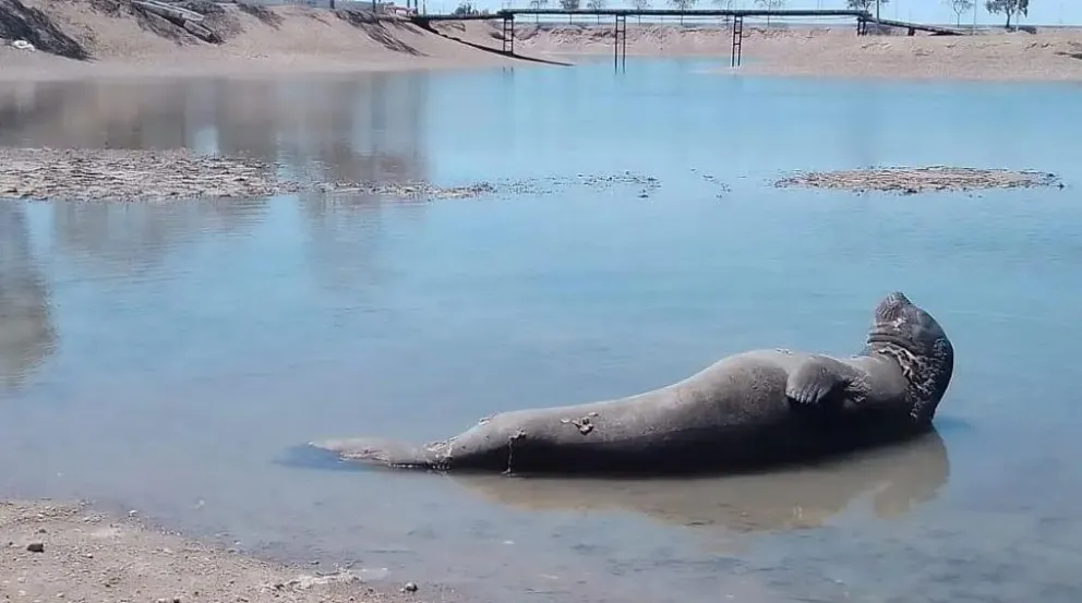¿Qué hacer ante la aparición de animales silvestres en las playas?