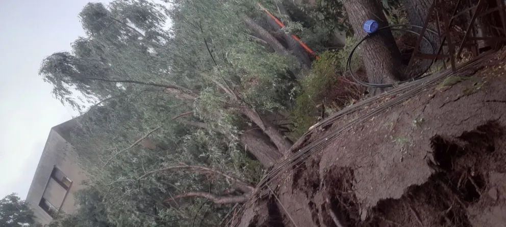 Impactante video durante el temporal: Un árbol fue arrancado de raíz en el barrio Guido