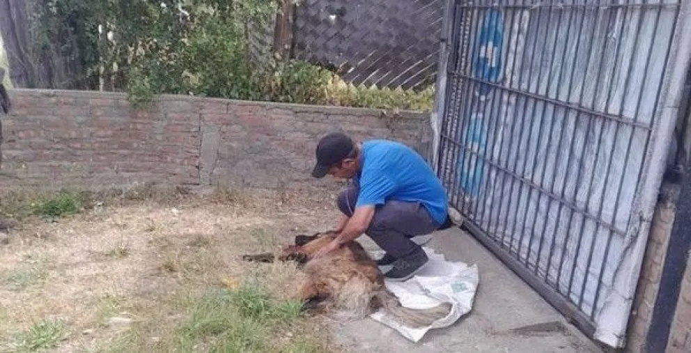 Atropellaron a dos perros y los dejaron abandonados en la Ruta 40