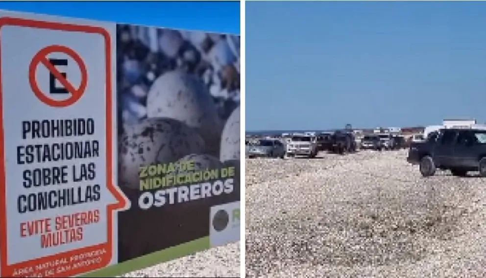 Indignación por los que circulan y estacionan en la zona de Las Conchillas, en el Puerto: “Sigue el daño irreparable”