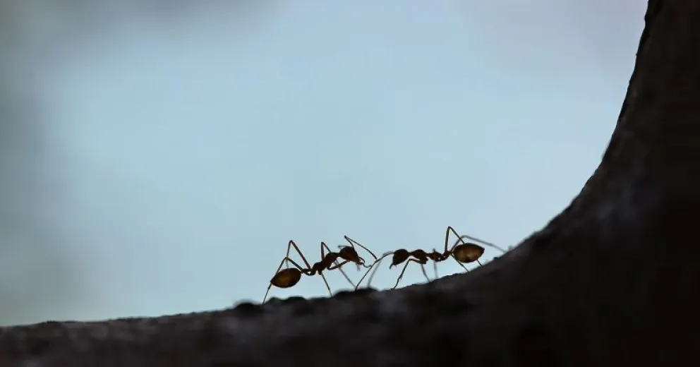 8 soluciones caseras para combatir a las hormigas en tu hogar