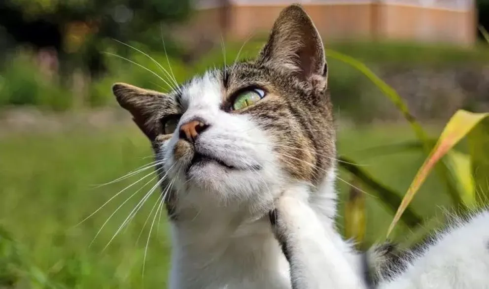 Empezó la temporada de pulgas: todo lo que hay que saber