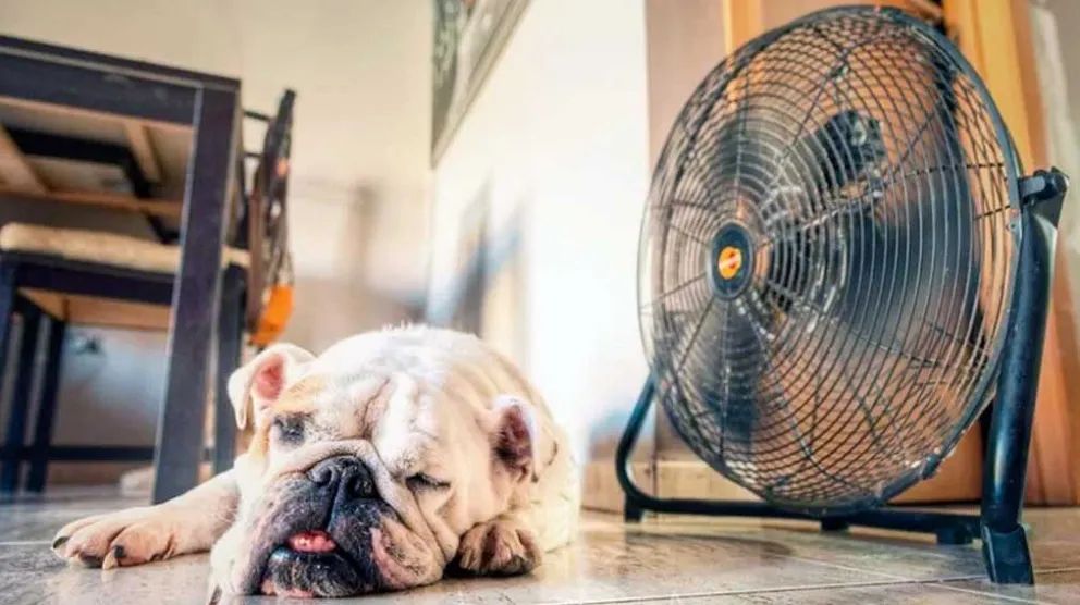 Ola de calor: cómo proteger a tus mascotas de las altas temperaturas