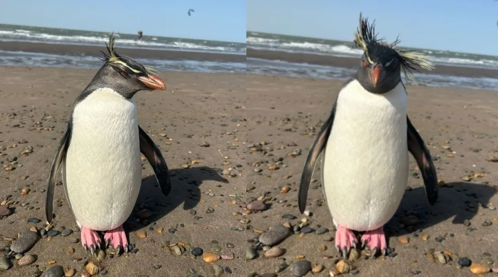 Insólito: apareció un pingüino Peñacho Amarillo debajo de una camioneta