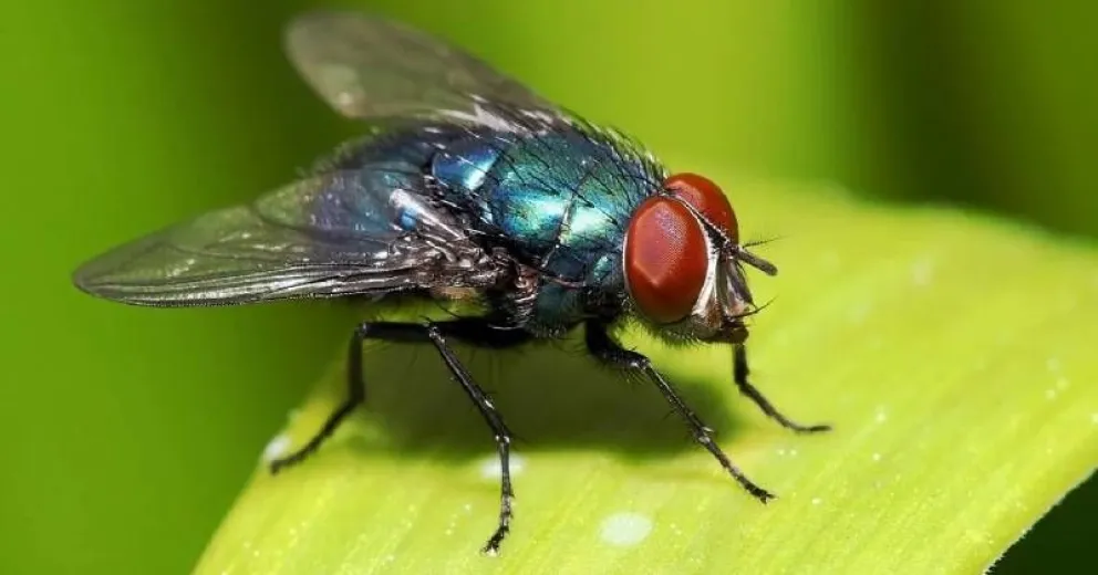 Repelentes de moscas: el secreto para un hogar libre de insectos