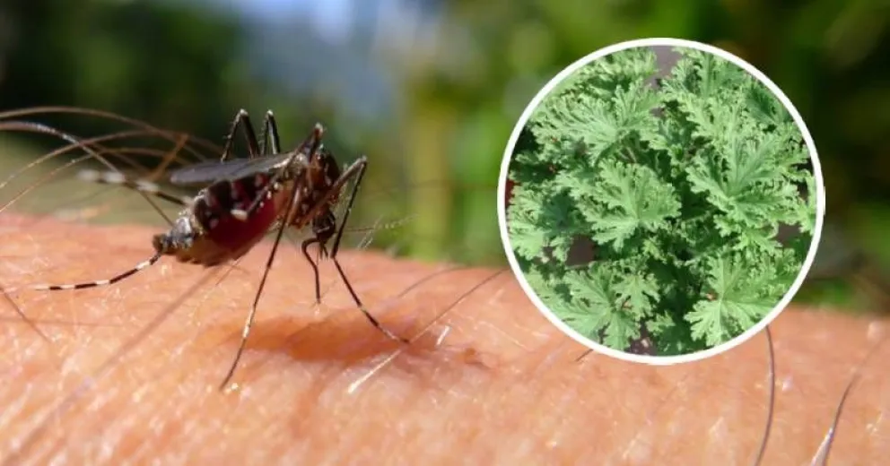 Ahuyenta a los mosquitos con citronela, el remedio que no falla