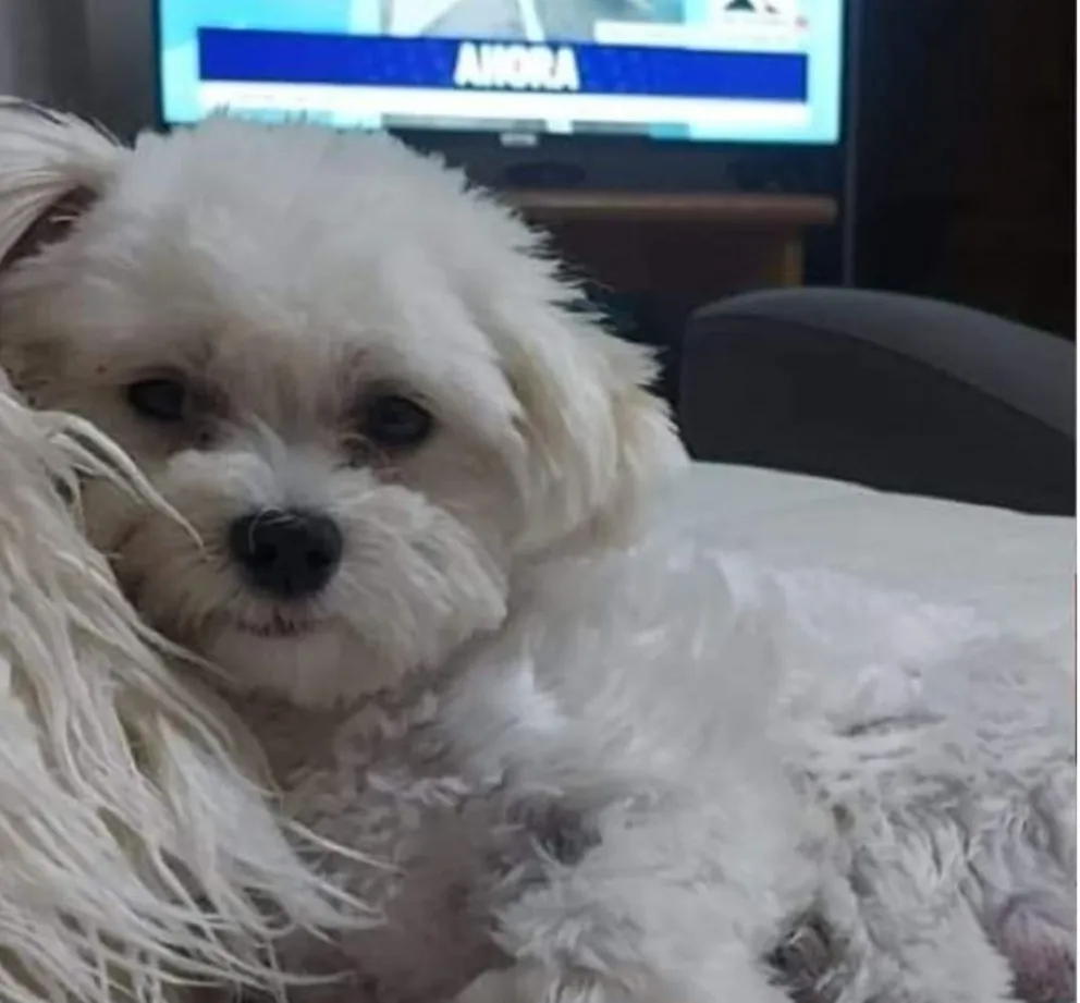 Revuelven cielo y tierra para encontrar a la mascota Luka