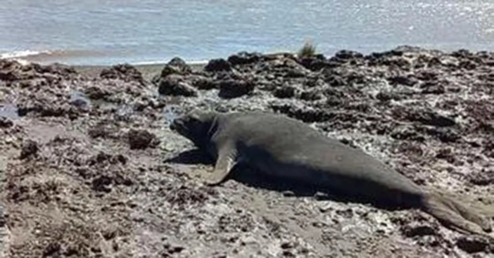 Avistan animales marinos descansando y piden no llevar mascotas