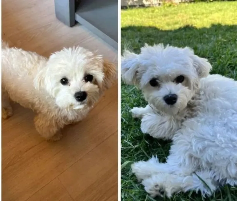 Apareció Luka, el perro robado por el cual se ofrecía 200 mil pesos de recompensa: “Estaba muy desmejorado” 