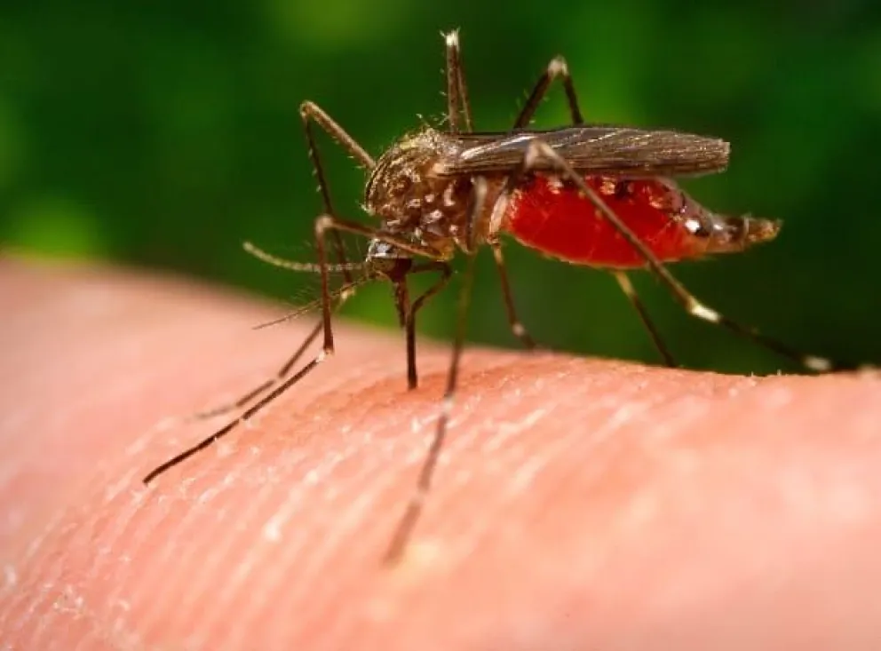 El ex concejal Honcharuk manifestó que “Zoonosis es un área en decadencia”