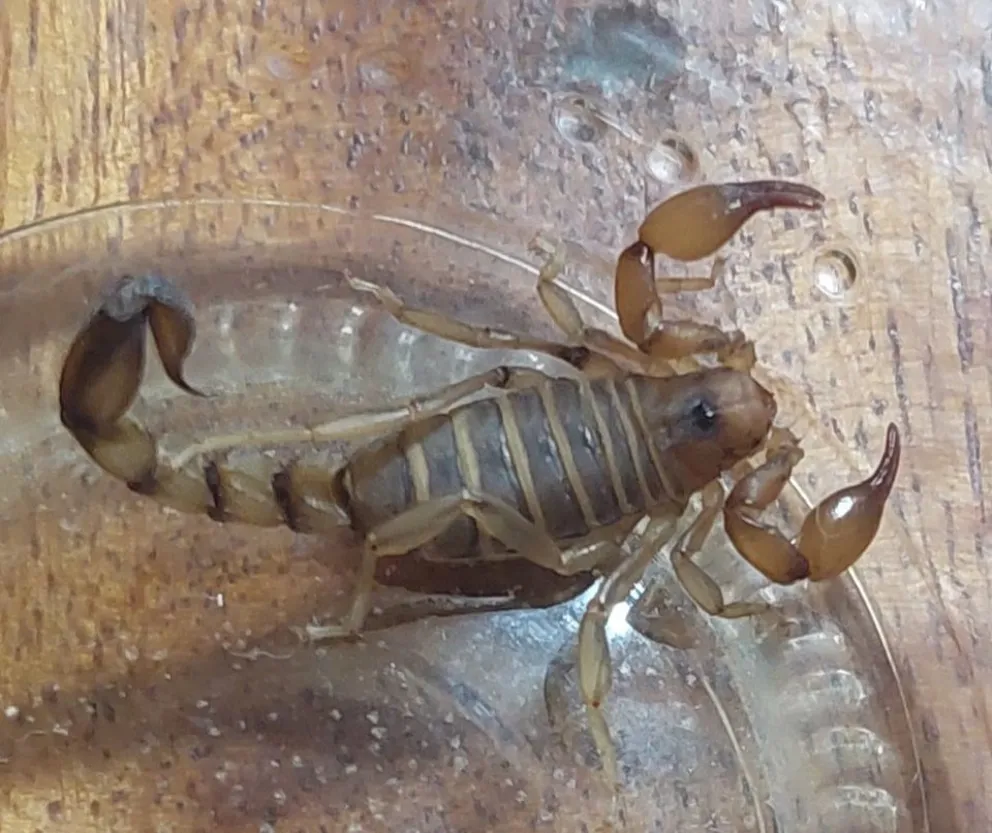 Preocupación por la presencia de alacranes en El Cóndor: cómo distinguir la especie venenosa