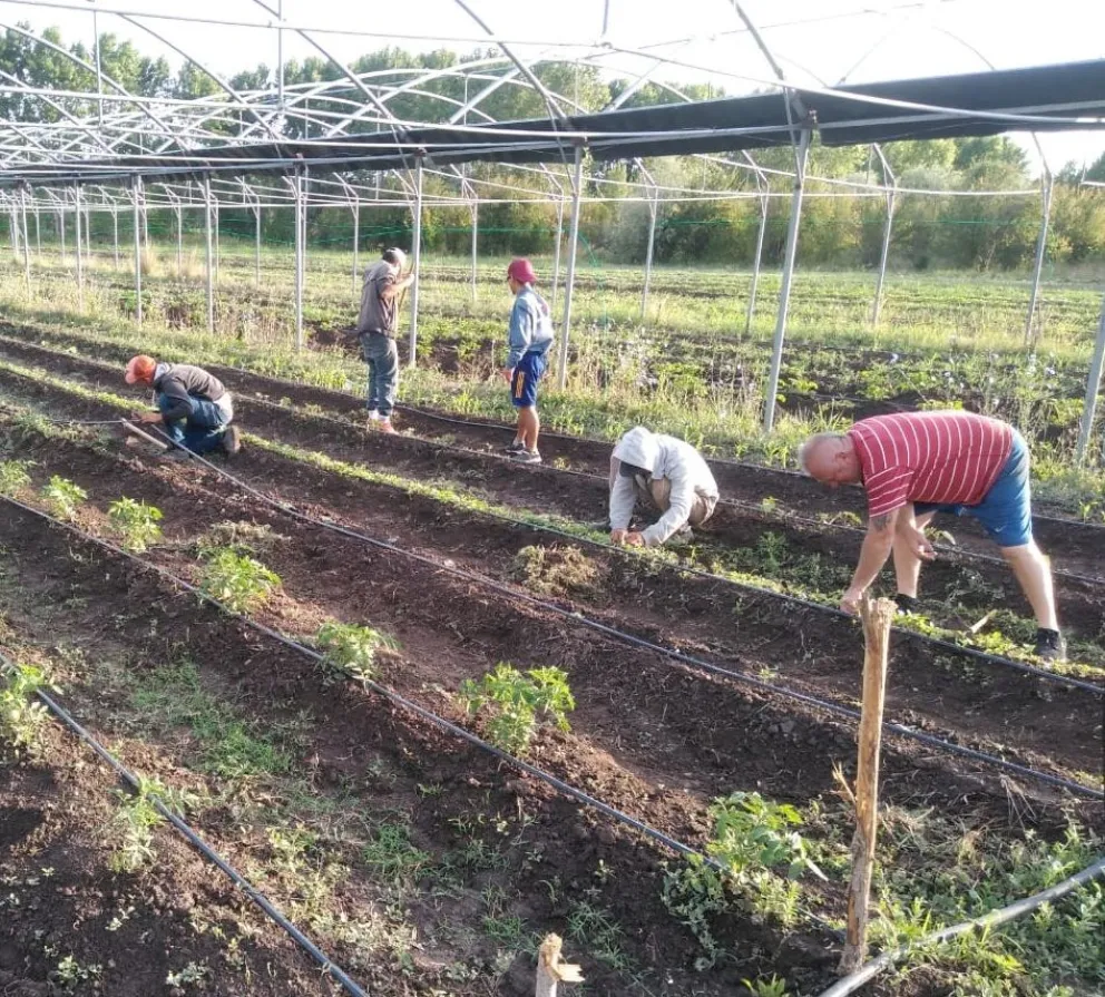De la huerta al mostrador, manos que trabajan se ponen al frente para aliviar la presión social económica