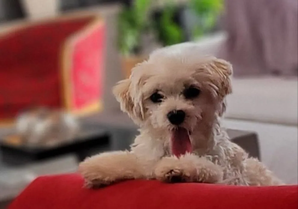 Hay una mafia que roba caniches en Viedma