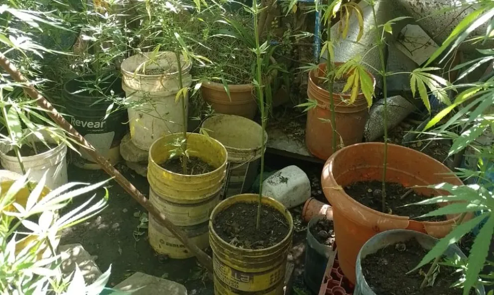 Rondas policiales encontraron marihuana y armas de fuego