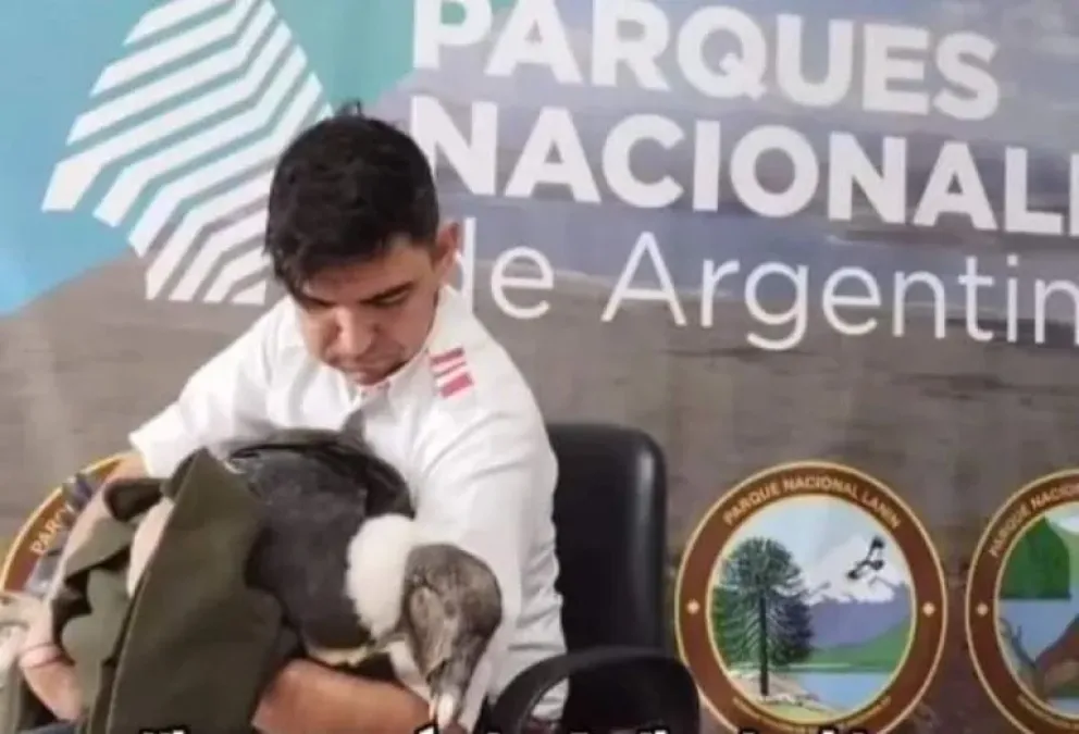 Choferes de Albus: héroes en la ruta, rescataron a un cóndor herido