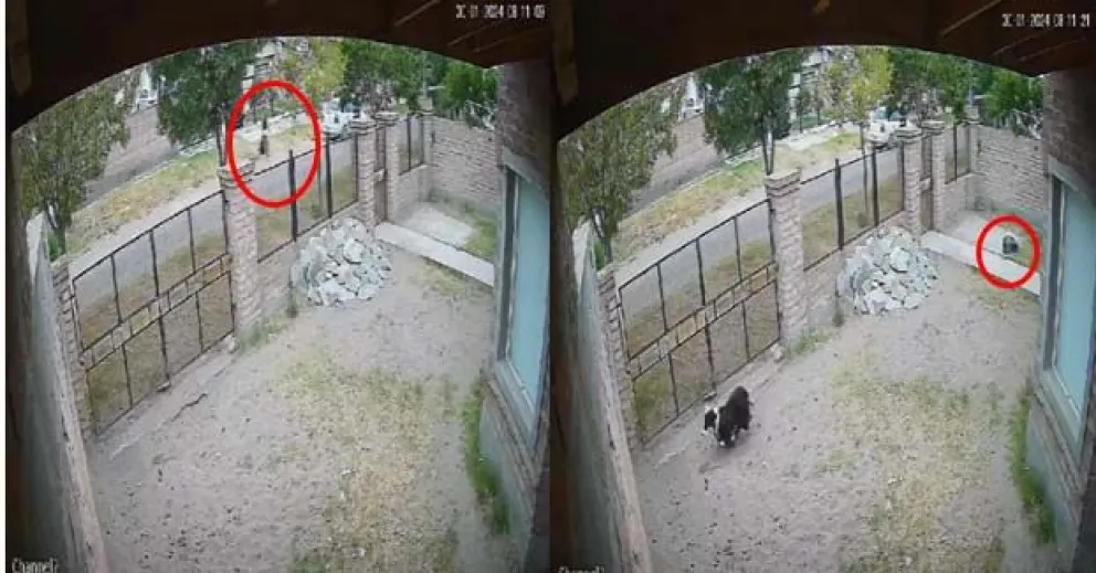 El Cóndor: tiró la basura en el patio de una casa y quedó filmada