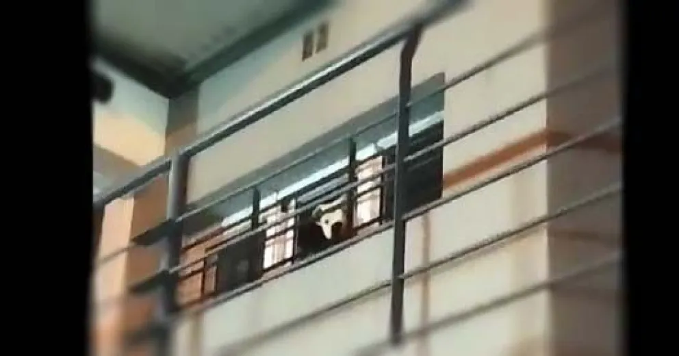 Crueldad animal en el barrio Castello: un dogo vive encerrado