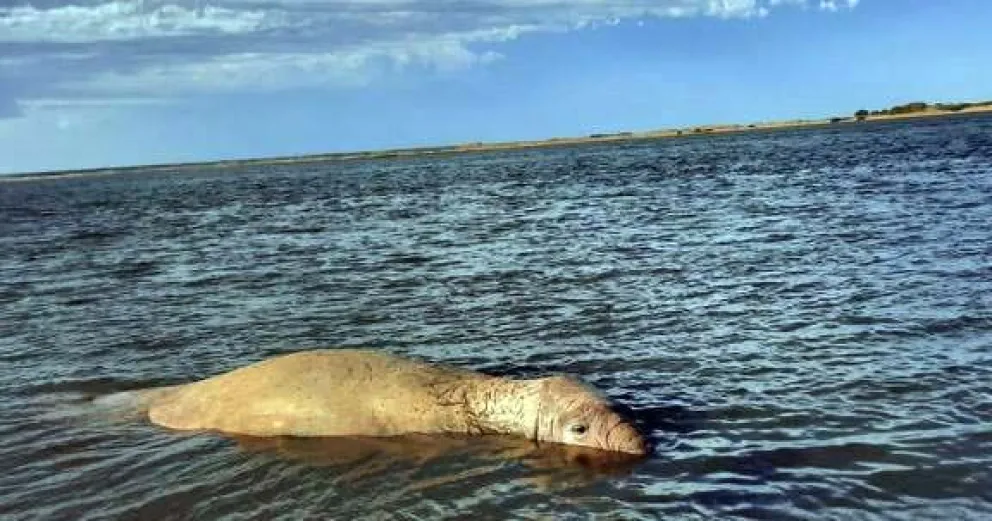 Un elefante marino llamó la atención de todos en el pescadero