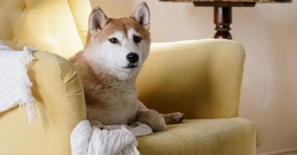 Truco infalible para alejar al perro de los lugares prohibidos