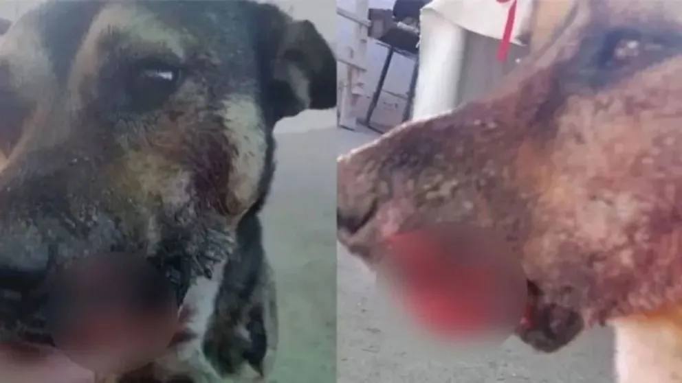 Indignante caso de crueldad animal: padre e hijo pagarán tratamiento del perro para evitar el juicio