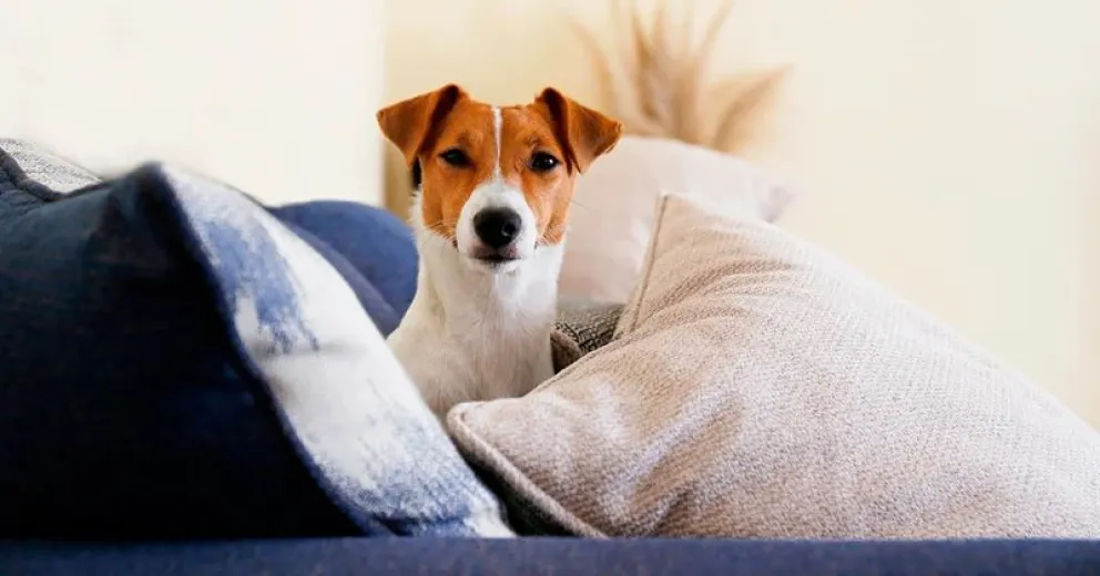 El secreto para proteger tus sillones de las travesuras de tus mascotas