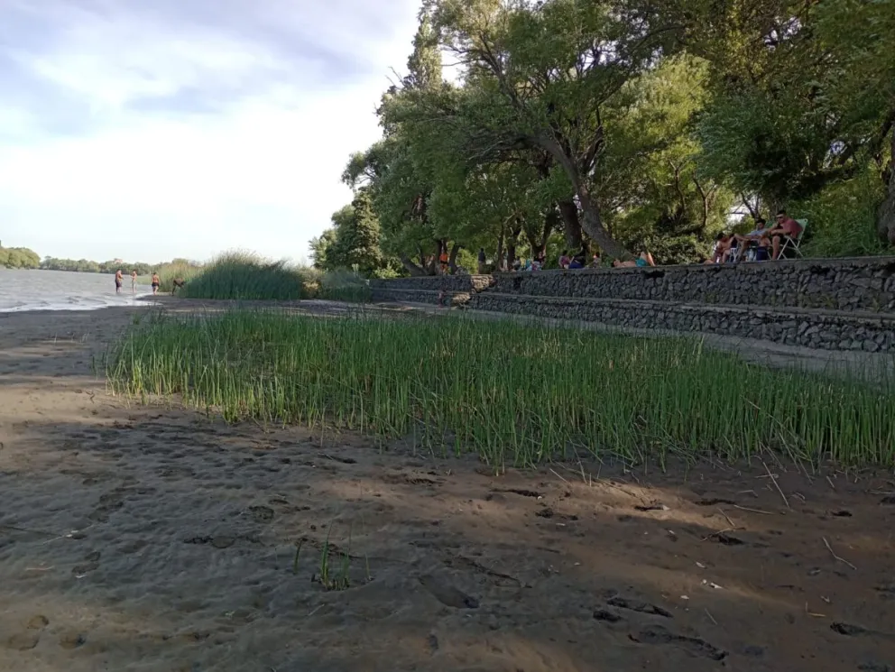 Preocupa el avance de juncales en zonas balnearias y concurridas del río