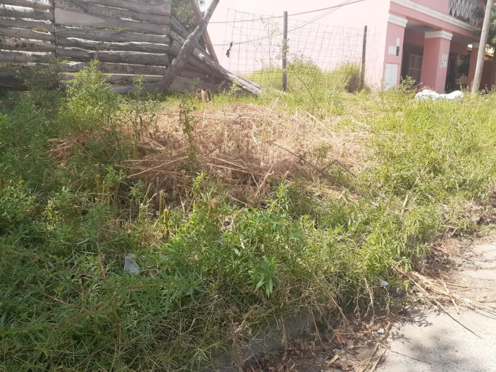 Siguen los reclamos en el barrio Belgrano por un baldío abandonado: roedores y vereda obstruida 