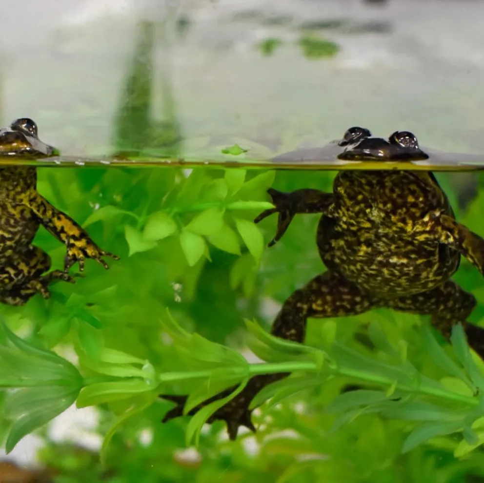 Liberan ejemplares de la Ranita del Valcheta como acción para preservar la especie
