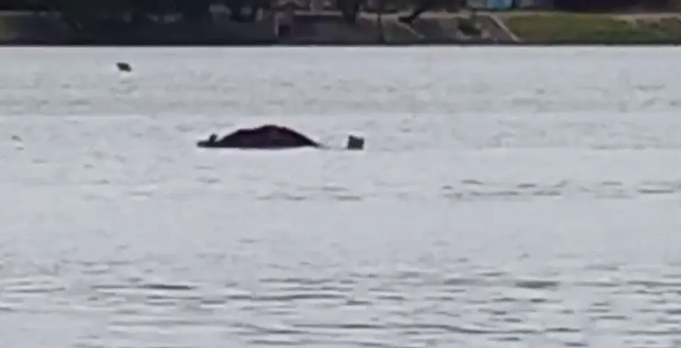 Iara Arias se vistió de héroe y sacó de la costa el cuerpo de un ternero muerto 