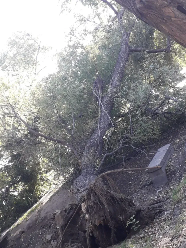 Un árbol de unos 20 metros cayó en la costanera maragata