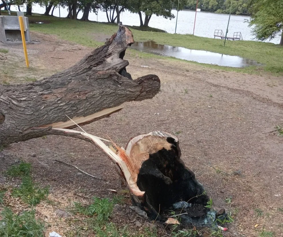 Se cayó un árbol que era utilizado para hacer fuego en la costanera 
