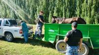 Policías rescataron a un caballo que se encontraba desnutrido y en estado de abandono