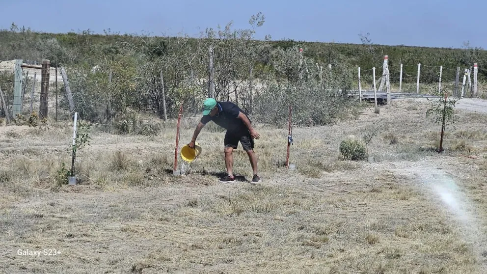 Un vecino dio vida a un pequeño bosque, y otros tomaron la posta regándolo