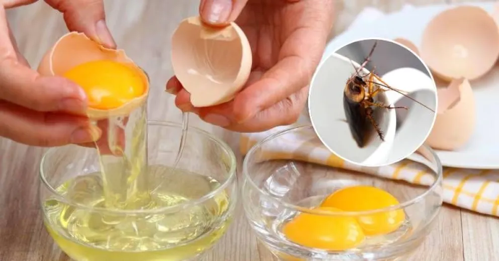 Insecticida casero: utiliza claras de huevo para deshacerte de los bichos en tu hogar