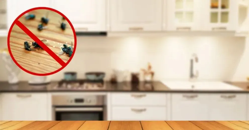Evitá los insectos en tu hogar con pepino