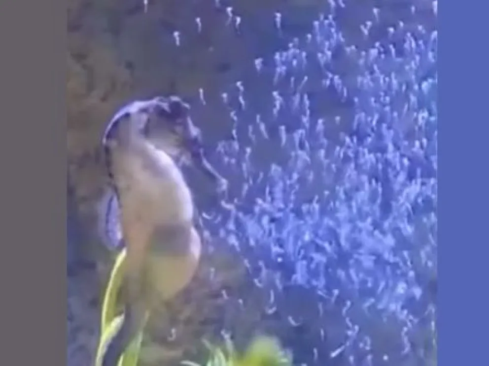 Descubren el extraordinario nacimiento de caballitos de mar de hocico largo en Brasil