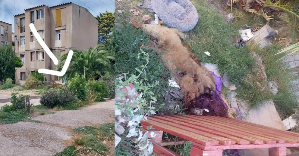 Vecinos del barrio América se quejan por un animal muerto hace días
