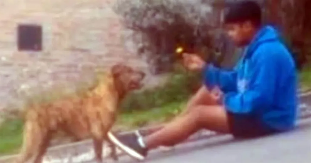Denunció que un vecino mató a su perro de palazo en la cabeza