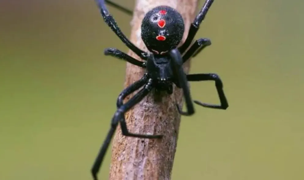 La temible "viuda negra". Foto gentileza.
