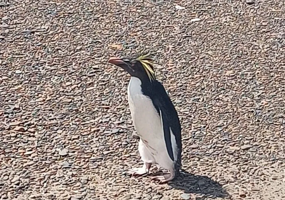 Devolvieron a su hábitat al pingüino que fuera encontrado debajo de una camioneta en San Blas