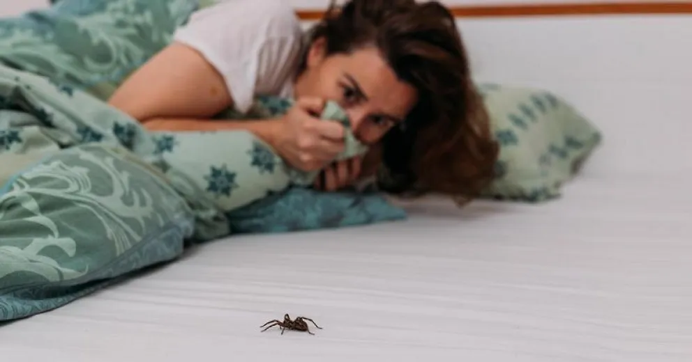 Cómo eliminar las arañas de tu hogar con un repelente casero y natural