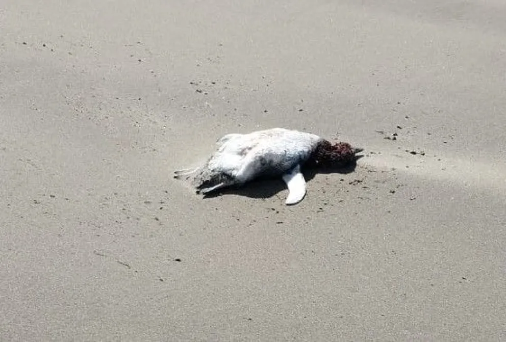 Aparecen pingüinos de Magallanes muertos o moribundos y piden no tocarlos 