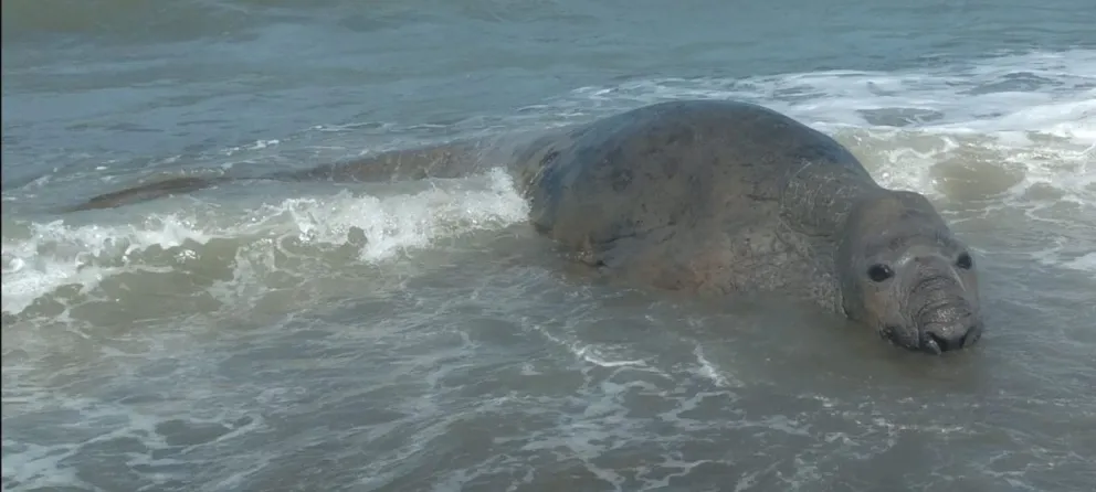 Pescadores vivieron una experiencia única ante la aparición de un elefante marino